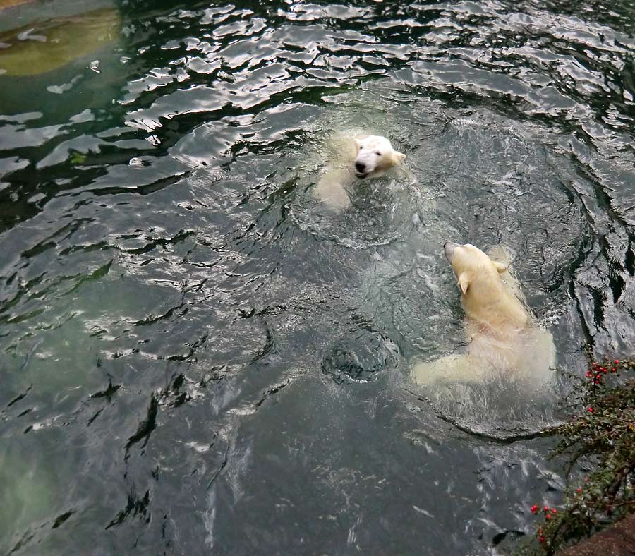 Eisbär LUKA und Eisbärin ANORI im Zoologischen Garten Wuppertal am 3. Januar 2014