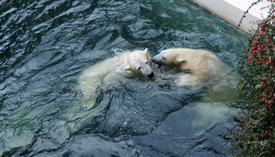 Eisbär LUKA und Eisbärin ANORI im Wuppertaler Zoo am 3. Januar 2014