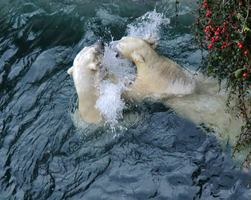 Spielende Eisbären im Wasser im Zoologischen Garten Wuppertal am 3. Januar 2014