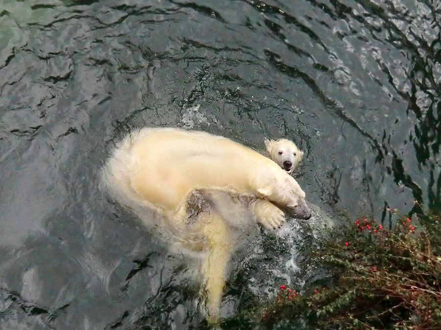 Eisbär LUKA und Eisbärin ANORI im Wuppertaler Zoo am 3. Januar 2014