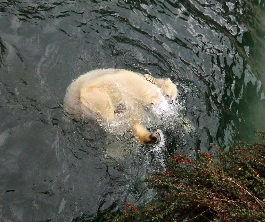 Eisbär LUKA und Eisbärin ANORI im Zoo Wuppertal am 3. Januar 2014