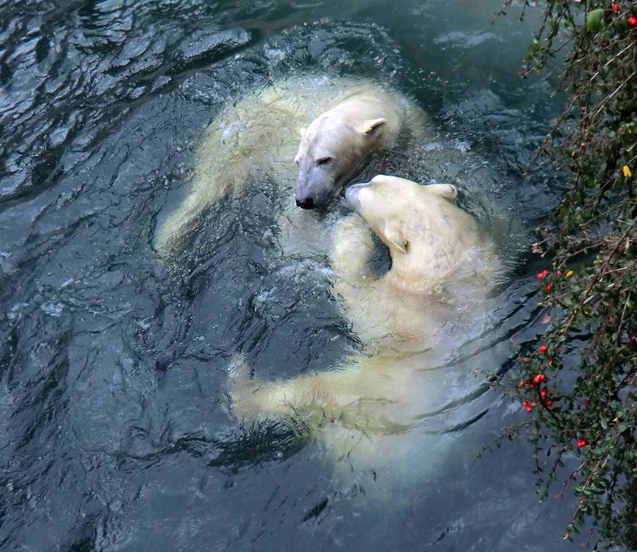 Eisbär LUKA und Eisbärin ANORI im Zoologischen Garten Wuppertal am 3. Januar 2014