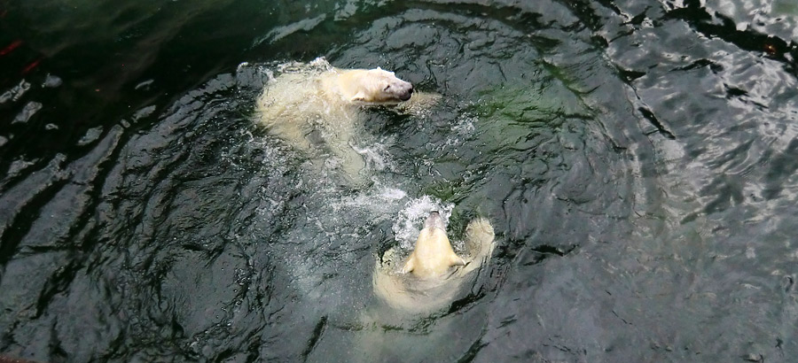 Eisbär LUKA und Eisbärin ANORI im Wuppertaler Zoo am 3. Januar 2014