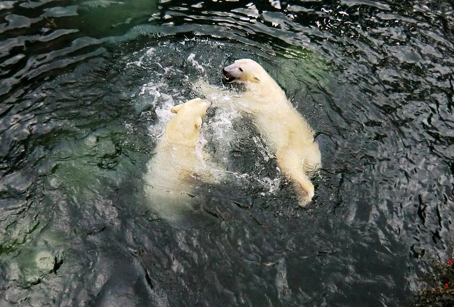 Eisbärin ANORI und Eisbär LUKA im Zoo Wuppertal am 3. Januar 2014