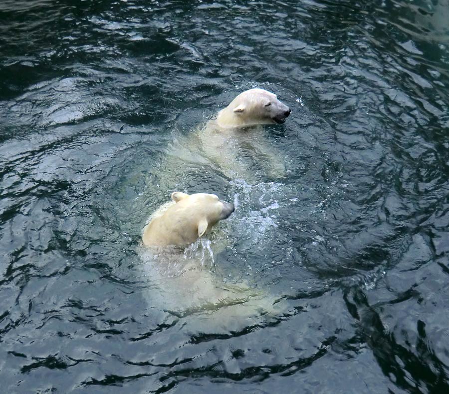 Spielende Eisbären im Wasser im Wuppertaler Zoo am 3. Januar 2014