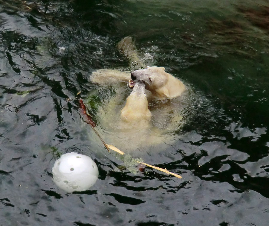 Spielende Eisbären im Wasser im Zoo Wuppertal am 3. Januar 2014