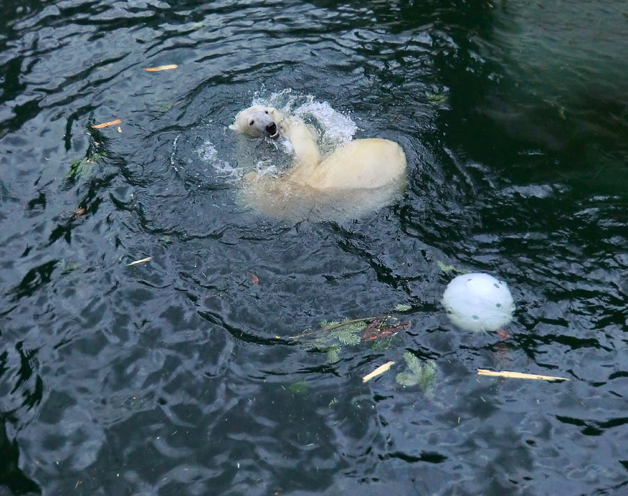 Spielende Eisbären im Wasser im Zoologischen Garten Wuppertal am 3. Januar 2014