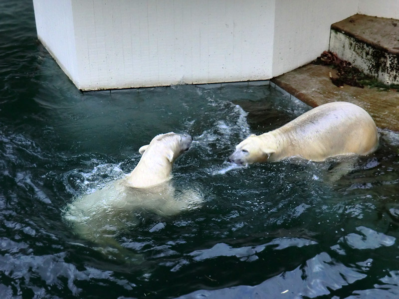 Eisbär LUKA und Eisbärin ANORI im Zoo Wuppertal am 3. Januar 2014