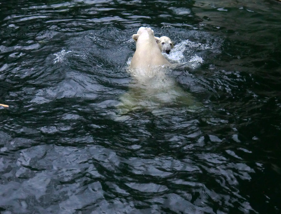 Eisbär LUKA und Eisbärin ANORI im Wuppertaler Zoo am 3. Januar 2014