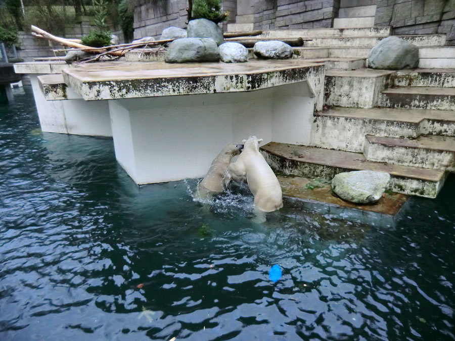 Eisbärin ANORI und Eisbär LUKA im Zoo Wuppertal am 3. Januar 2014