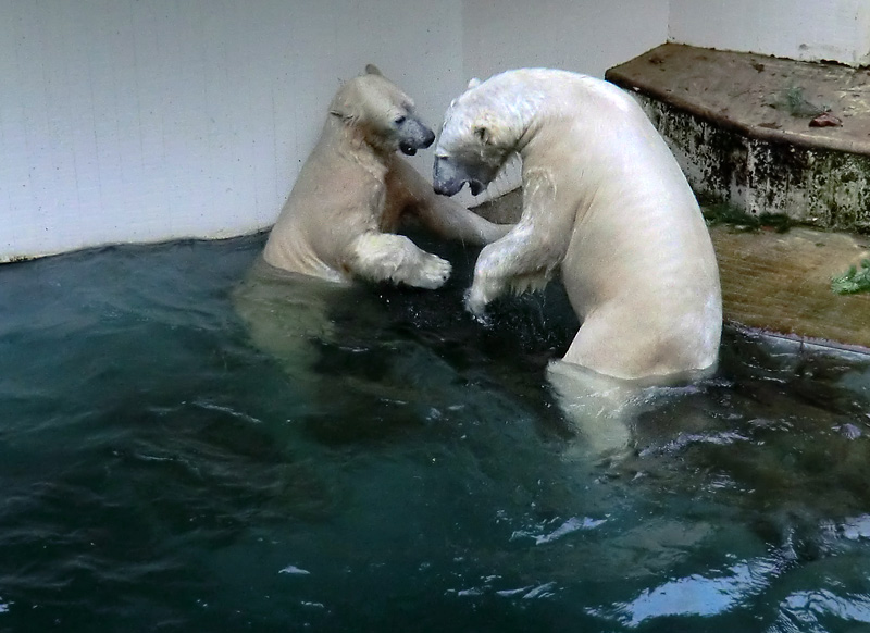 Eisbärin ANORI und Eisbär LUKA im Zoologischen Garten Wuppertal am 3. Januar 2014