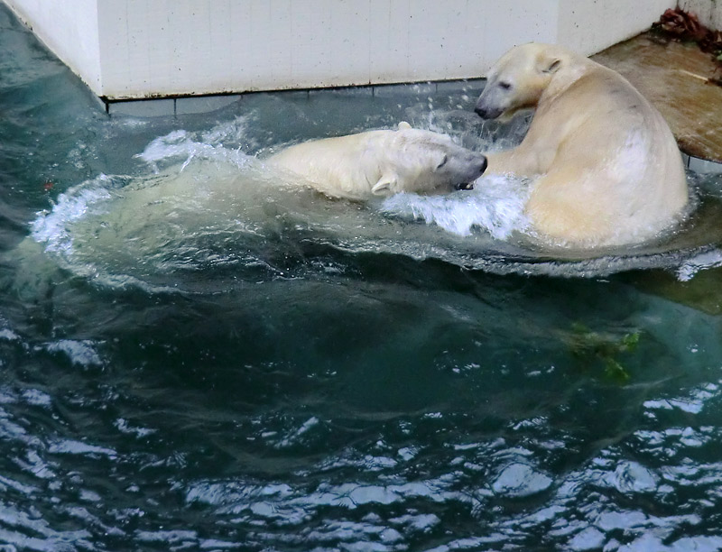 Eisbär LUKA und Eisbärin ANORI im Wuppertaler Zoo am 3. Januar 2014