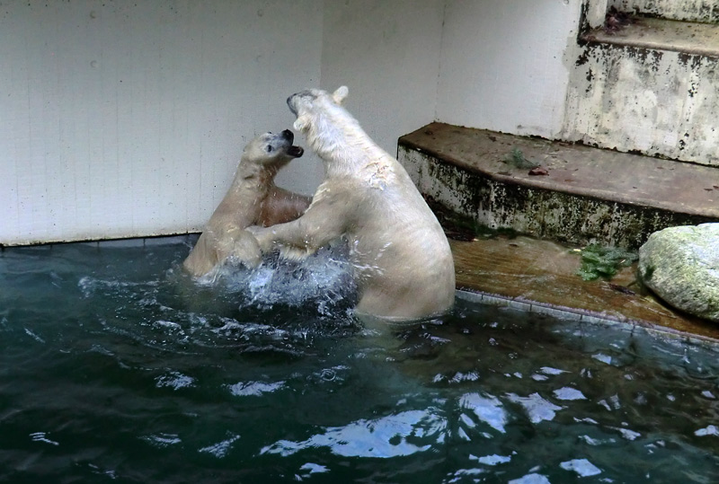 Eisbärin ANORI und Eisbär LUKA im Zoo Wuppertal am 3. Januar 2014