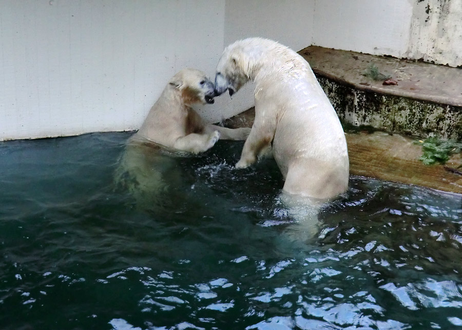 Eisbärin ANORI und Eisbär LUKA im Zoologischen Garten Wuppertal am 3. Januar 2014