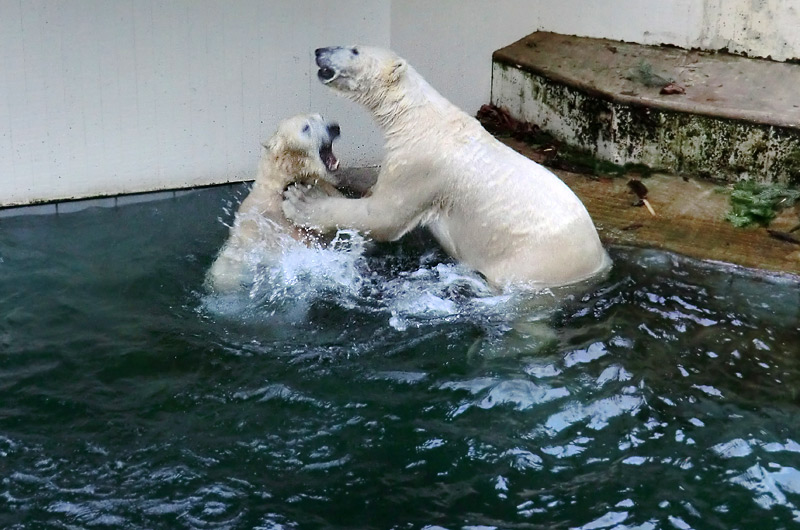 Eisbärin ANORI und Eisbär LUKA im Wuppertaler Zoo am 3. Januar 2014