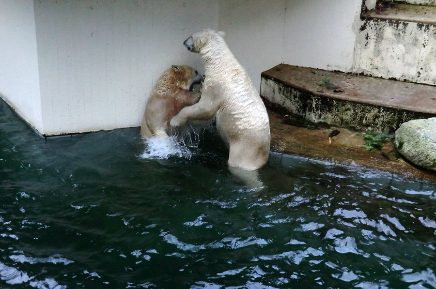 Eisbärin ANORI und Eisbär LUKA im Zoo Wuppertal am 3. Januar 2014