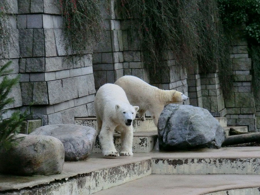 Eisbär LUKA und Eisbärin ANORI im Zoo Wuppertal am 3. Januar 2014