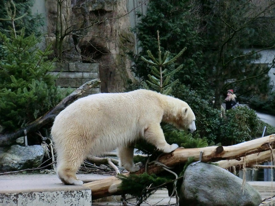 Eisbärin ANORI im Wuppertaler Zoo am 3. Januar 2014