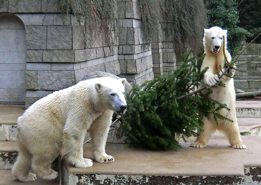 Eisbär LUKA und Eisbärin ANORI im Zoologischen Garten Wuppertal am 3. Januar 2014