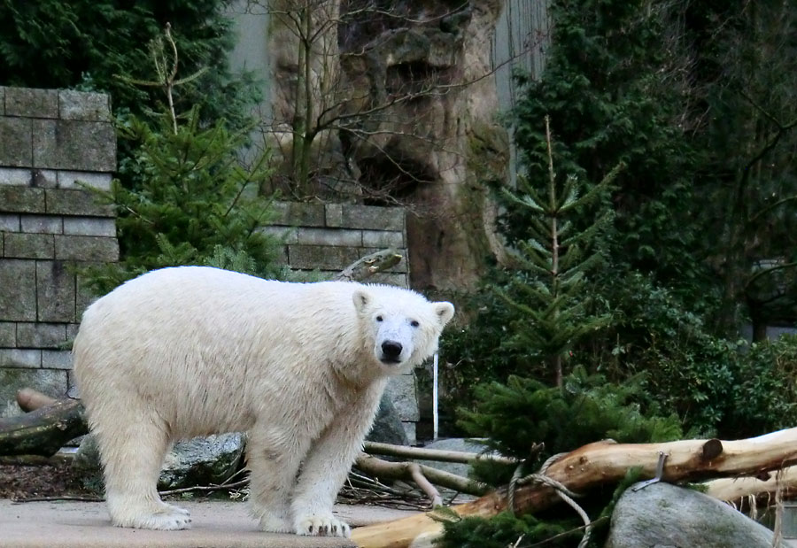 Eisbär LUKA im Wuppertaler Zoo am 3. Januar 2014