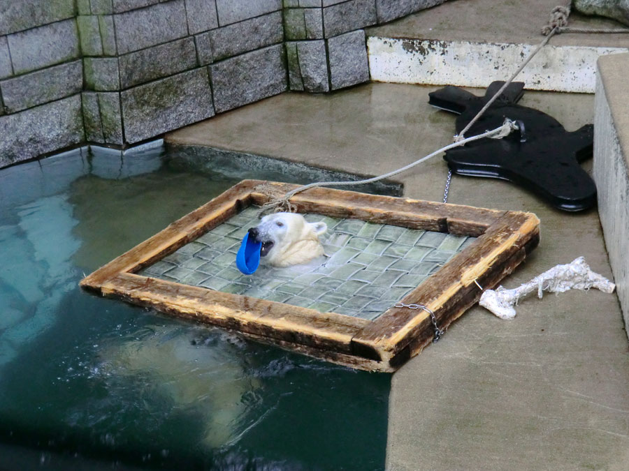 Eisbärin ANORI im Zoologischen Garten Wuppertal am 3. Januar 2014