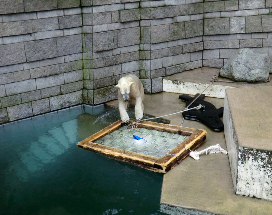 Eisbärin ANORI im Wuppertaler Zoo am 3. Januar 2014