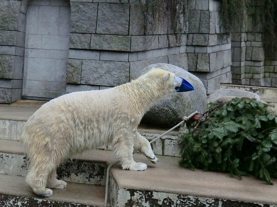 Eisbärin ANORI im Zoologischen Garten Wuppertal am 3. Januar 2014