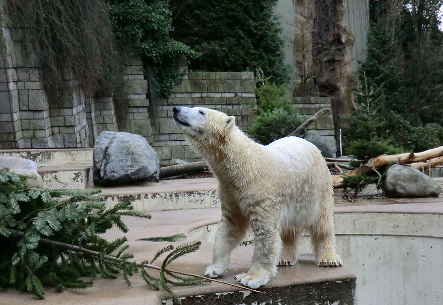 Eisbärin ANORI im Zoo Wuppertal am 3. Januar 2014