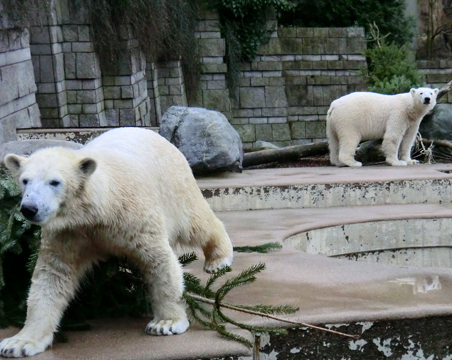 Eisbärin ANORI und Eisbär LUKA im Zoologischen Garten Wuppertal am 3. Januar 2014