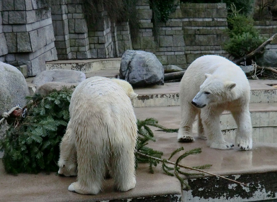 Eisbärin ANORI und Eisbär LUKA im Wuppertaler Zoo am 3. Januar 2014