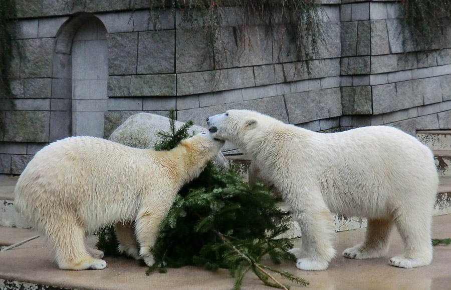 Eisbärin ANORI und Eisbär LUKA im Wuppertaler Zoo am 3. Januar 2014