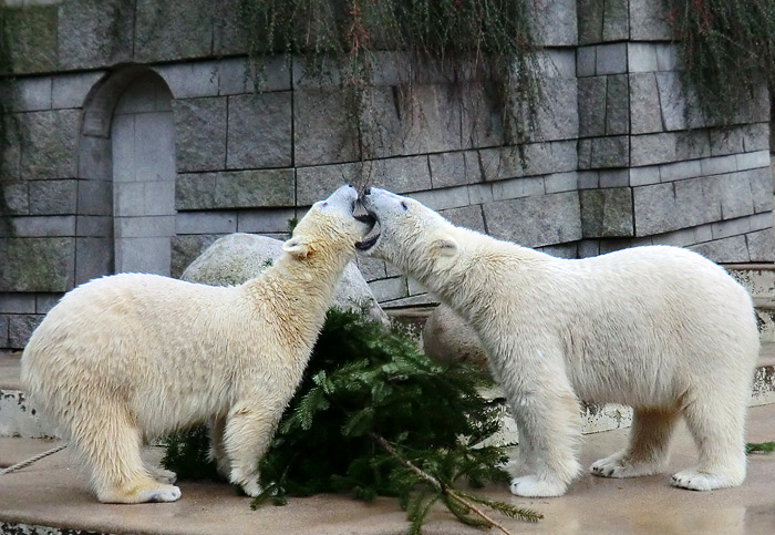 Eisbären ANORI und LUKA am 3. Januar 2014 im Wuppertaler Zoo