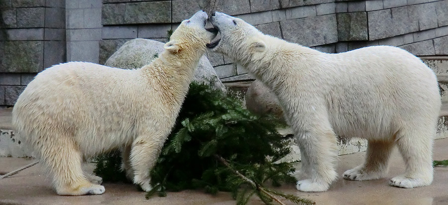 Eisbärin ANORI und Eisbär LUKA im Zoo Wuppertal am 3. Januar 2014