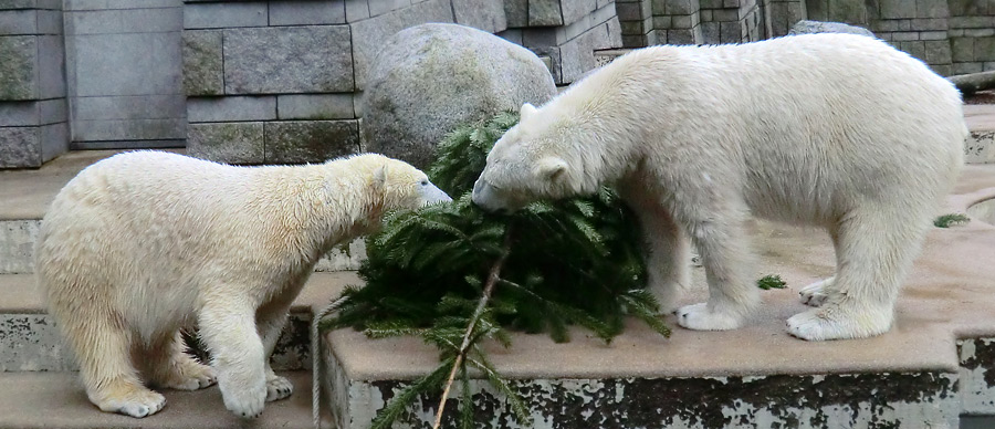 Eisbärin ANORI und Eisbär LUKA im Zoo Wuppertal am 3. Januar 2014