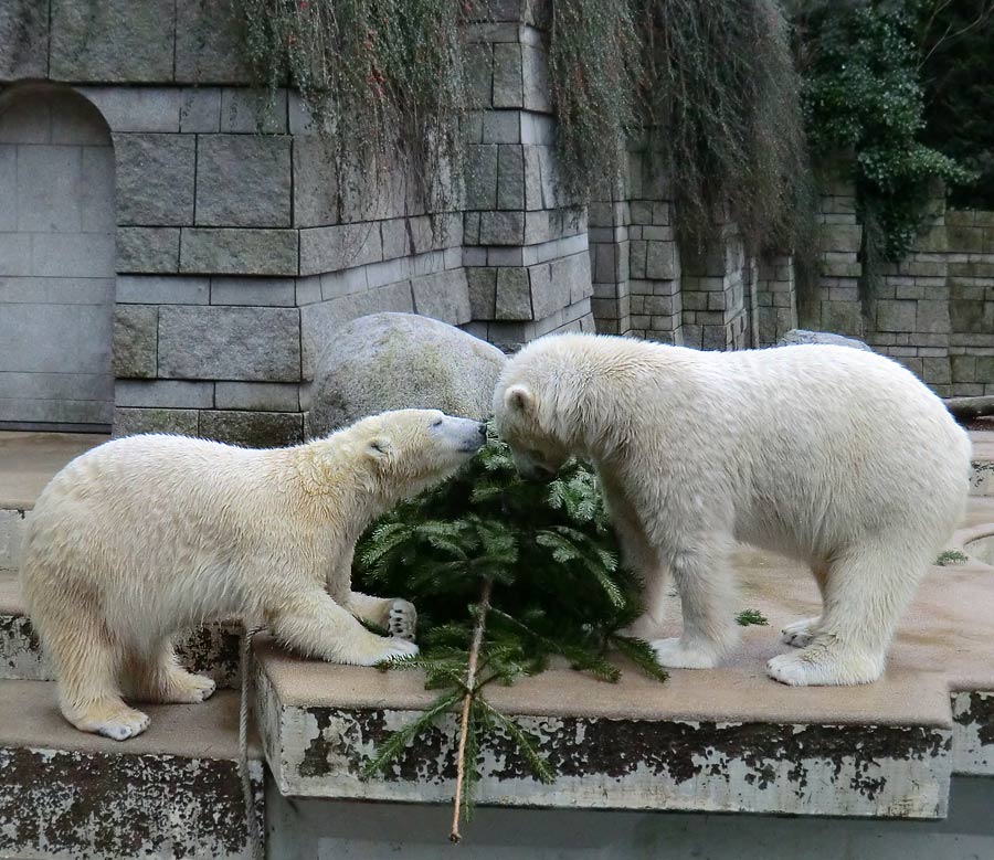 Eisbärin ANORI und Eisbär LUKA im Zoologischen Garten Wuppertal am 3. Januar 2014