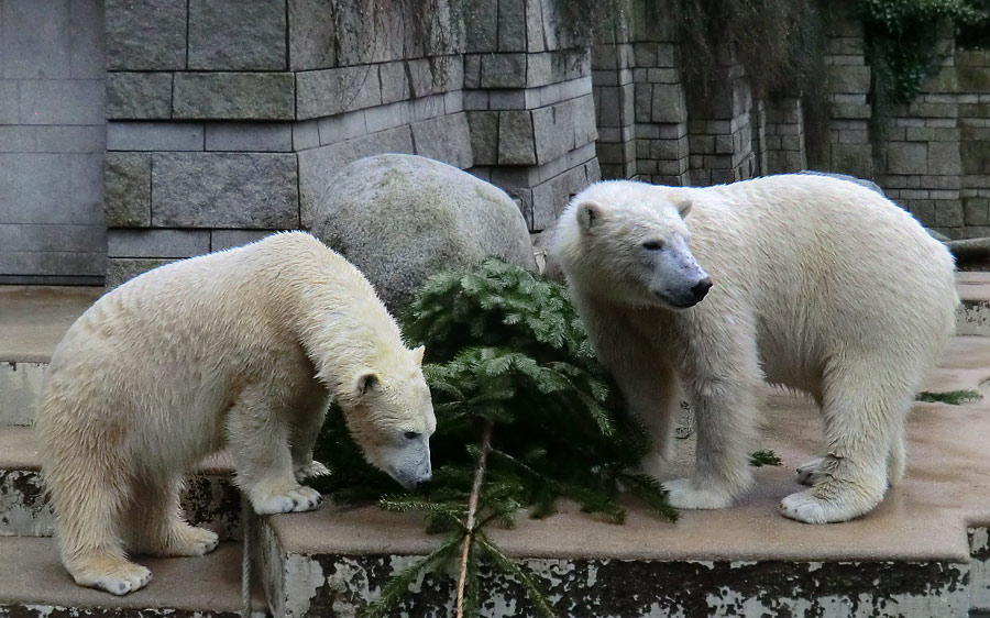 Eisbärin ANORI und Eisbär LUKA im Wuppertaler Zoo am 3. Januar 2014