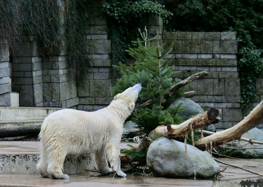 Eisbärin ANORI im Wuppertaler Zoo am 3. Januar 2014