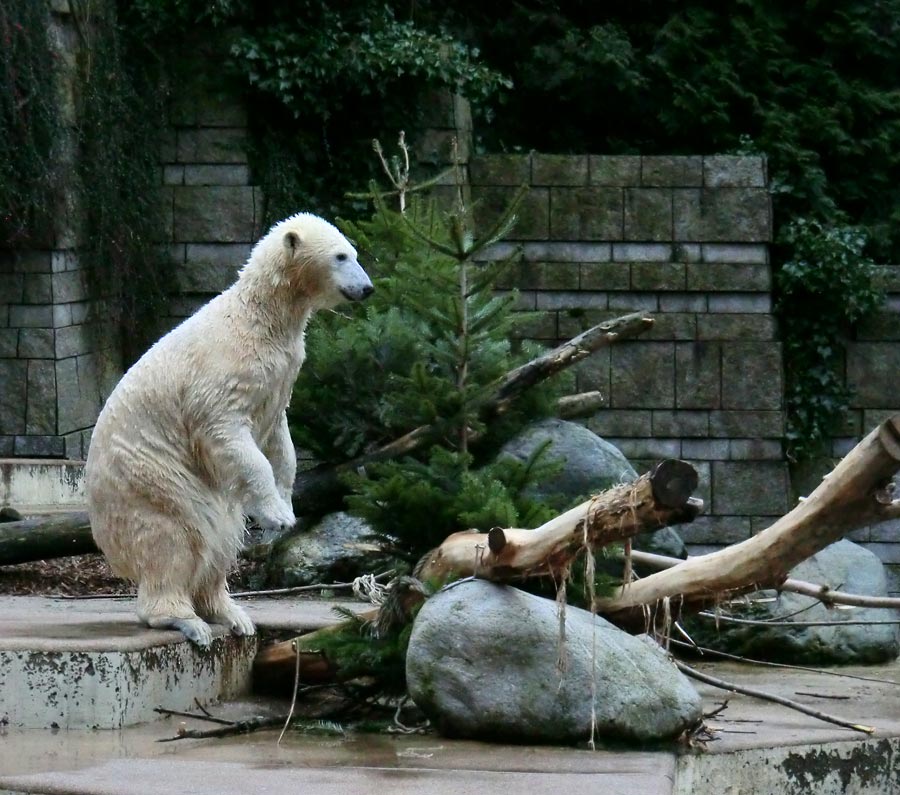 Eisbärin ANORI im Zoo Wuppertal am 3. Januar 2014