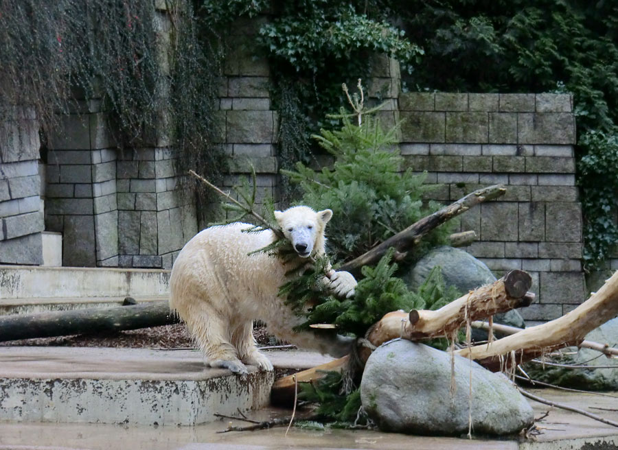 Eisbärin ANORI im Zoologischen Garten Wuppertal am 3. Januar 2014