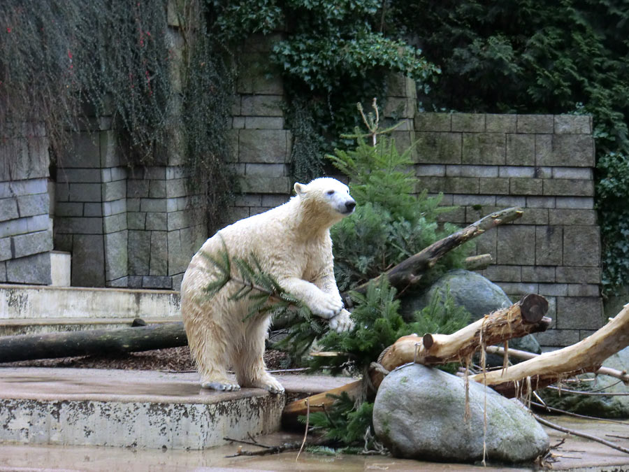 Eisbärin ANORI im Wuppertaler Zoo am 3. Januar 2014