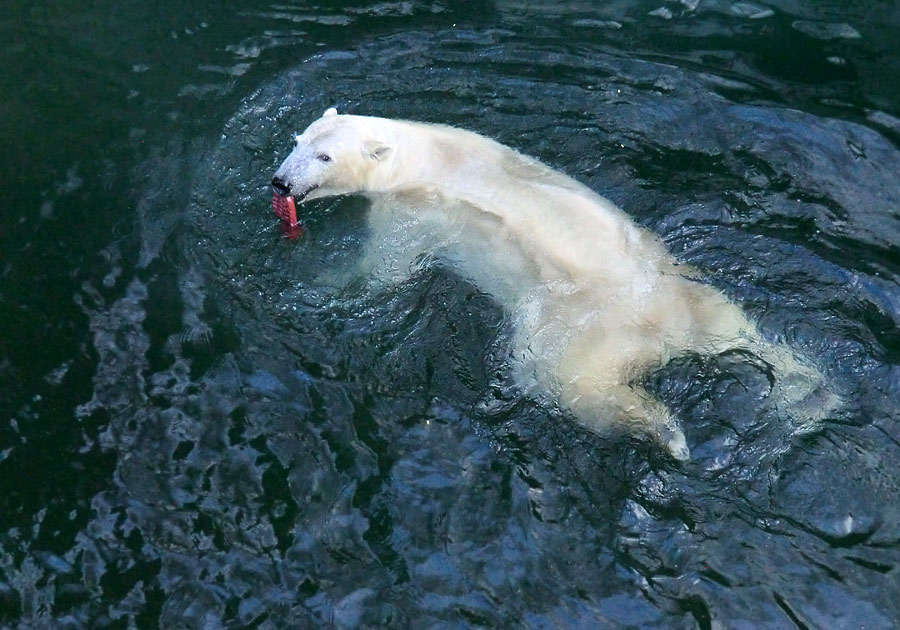 Eisbär LUKA im Wuppertaler Zoo am 5. Januar 2014
