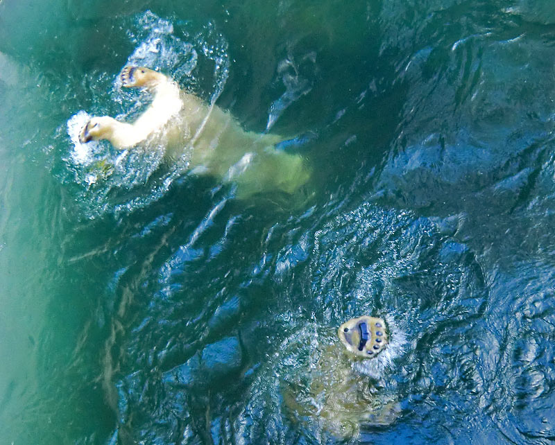 Eisbär LUKA und Eisbärin ANORI im Zoo Wuppertal am 5. Januar 2014