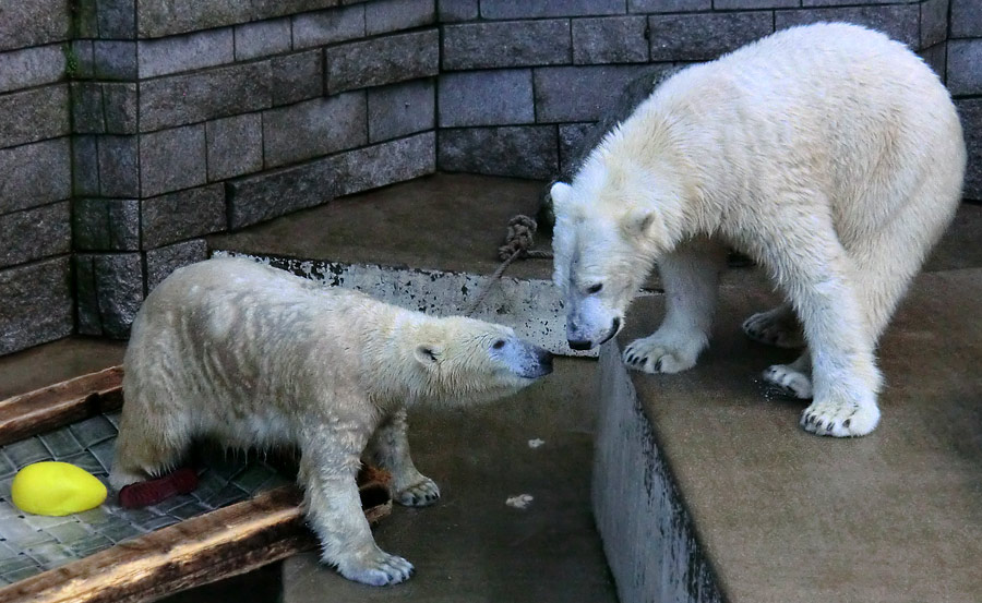 Eisbärin ANORI und Eisbär LUKA im Zoo Wuppertal am 5. Januar 2014