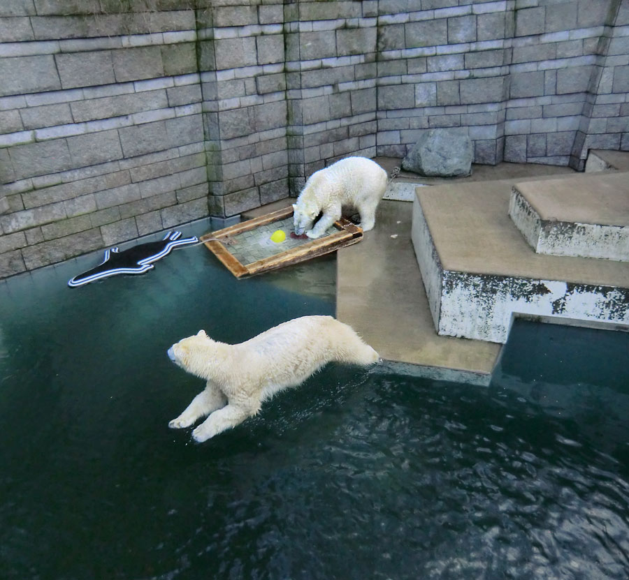 Eisbär LUKA im Zoologischen Garten Wuppertal am 5. Januar 2014