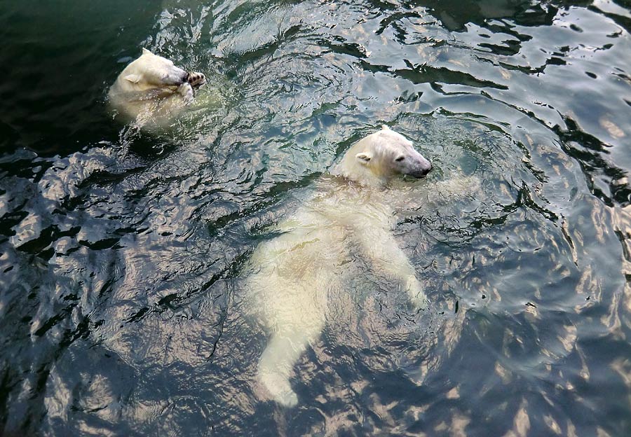 Eisbär LUKA und Eisbärin ANORI im Zoo Wuppertal am 5. Januar 2014