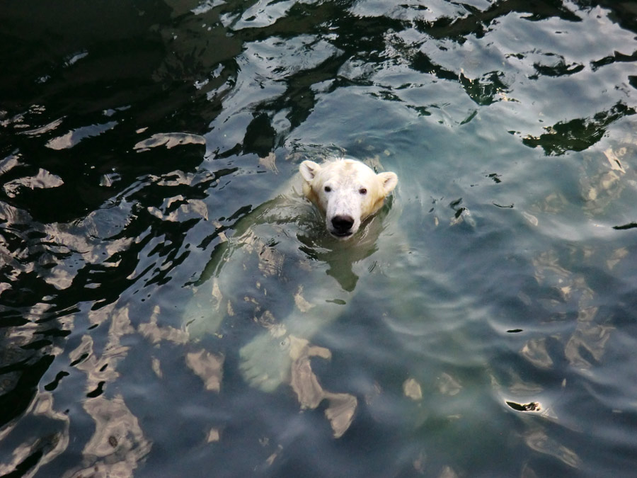 Eisbär LUKA im Zoologischen Garten Wuppertal am 5. Januar 2014