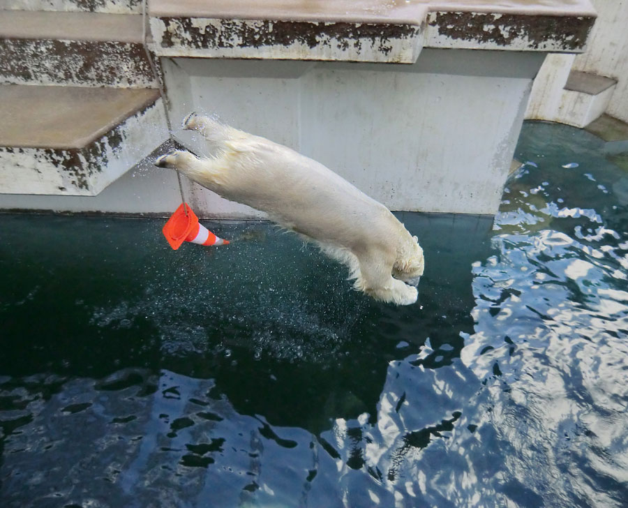 Eisbär LUKA im Zoologischen Garten Wuppertal am 5. Januar 2014