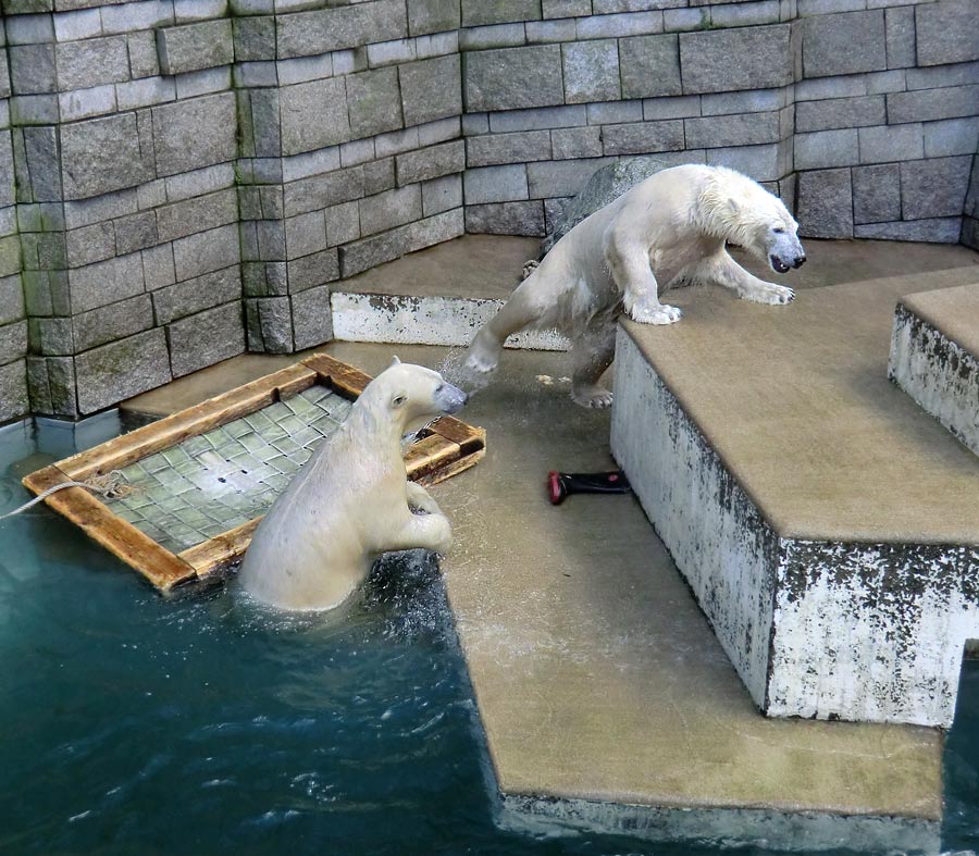 Eisbärin ANORI und Eisbär LUKA im Wuppertaler Zoo am 5. Januar 2014