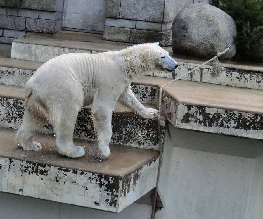 Eisbär LUKA im Zoo Wuppertal am 5. Januar 2014