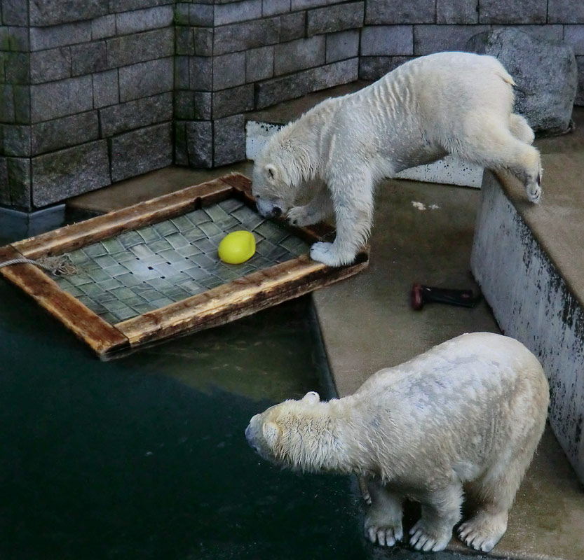 Eisbärin ANORI und Eisbär LUKA im Zoologischen Garten Wuppertal am 5. Januar 2014